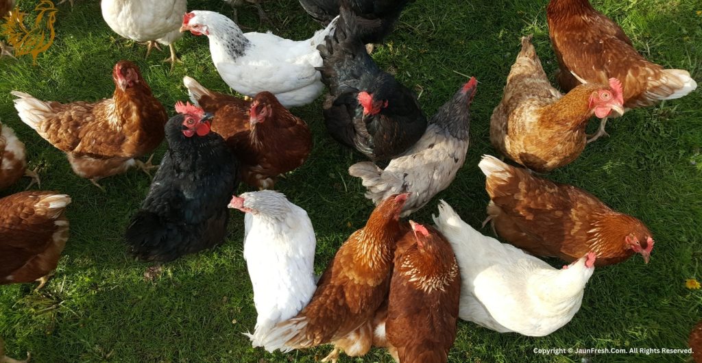 Chicken Poultry Farm in Jaunpur